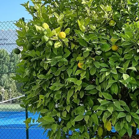 Kai Alde * Estepona